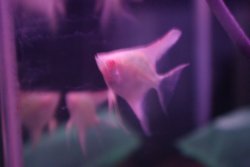 画像1: アルビノスカラレエンゼル(サンタイザベル産)３匹セット