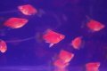 ハイフィンショートボディ　ワグプラティ(１０匹セット)