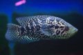 シクラソマ　パラクロミス　マナグエンセ