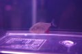 WILDピラニア　ノッタータス (コロンビア産)