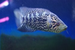 画像1: シクラソマ　パラクロミス　マナグエンセ