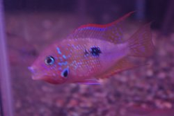 画像1: トリクテイス　マクリピンニス(Eu）