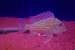 画像1: レッドゲオファーガス(スリナメンシス)(3)