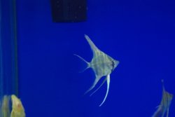 画像1: WILDアルタムエンゼル