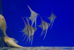 画像1: WILDアルタムエンゼル(５匹セット)