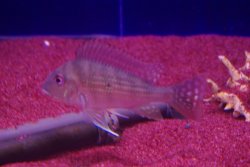 画像1: レッドゲオファーガス(スリナメンシス)(4)