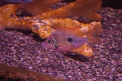 画像1: トリクティス　マクリピンニス(Ｅu)(3)