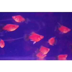 画像: ハイフィンショートボディ　ワグプラティ(１０匹セット)