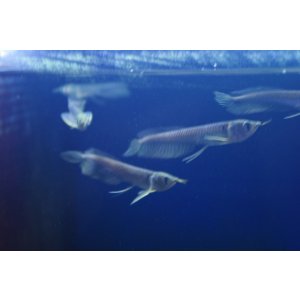 画像: WILDシルバーアロワナ(ジャプラ産)ベビー