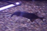 画像: WILDバードビークエレファント