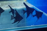 画像: ブラックエンゼルＦ５匹セット（ハイグレード）