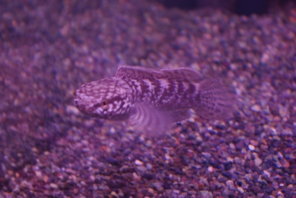 画像: WILDチャンナ　トルサエンシス