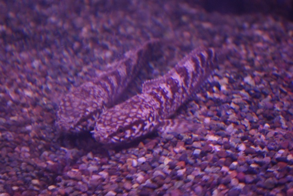 画像1: WILDチャンナ　トルサエンシス