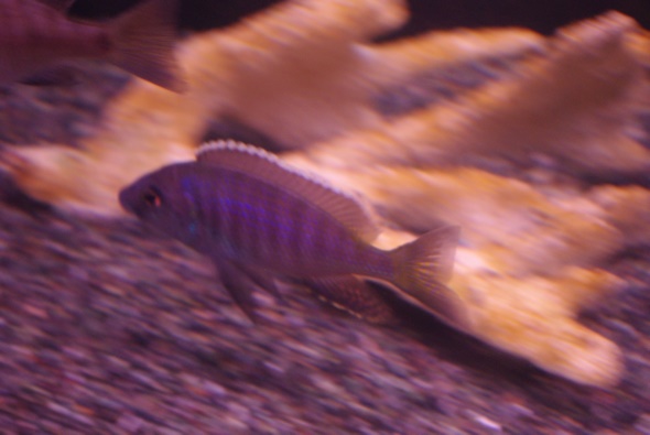 画像: コパディクロミス　アズレウス♂