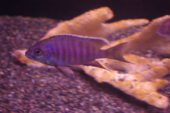 画像: コパディクロミス　アズレウス♂