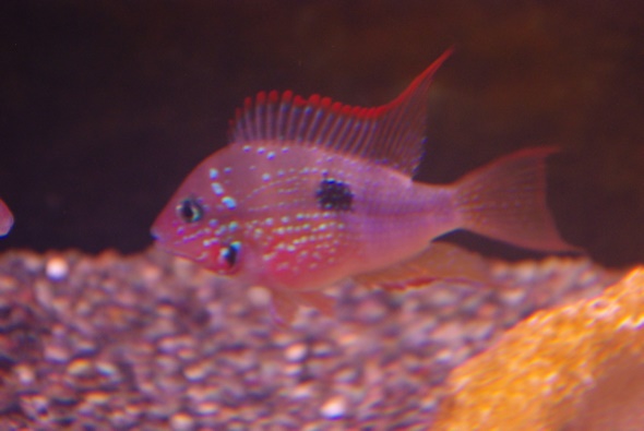 画像: トリクテイス　マクリピンニス(Eu)(2)