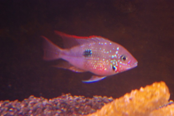 画像: トリクテイス　マクリピンニス(Eu)(2)