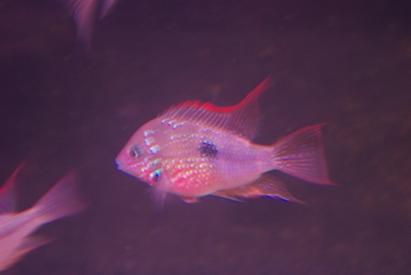 画像1: トリクテイス　マクリピンニス(Eu)(2)