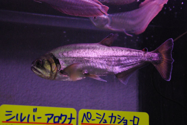 ペーシュカショーロアルマータス ｌ Superaquarium Toyokiya