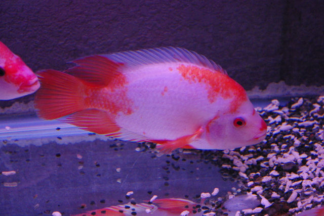 サラサ紅白フラミンゴシクリッド ｘｌ Superaquarium Toyokiya